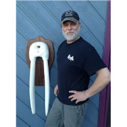 Walrus Reproduction Skull and Tusks
