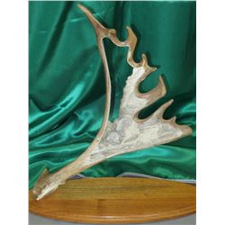 Caribou Antler Carving of Dall Sheep by Well known Alaska Artist Don Connors