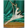 Image 1 : Caribou Antler Carving of Dall Sheep by Well known Alaska Artist Don Connors