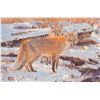 Image 1 : Fox Den
