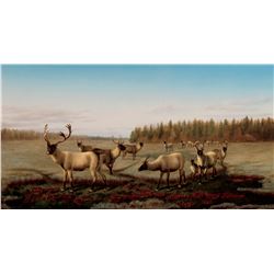 Caribou