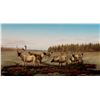 Image 1 : Caribou