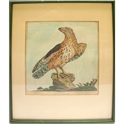 Hand-Colored Print of a Sparrow Hawk