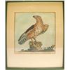 Image 1 : Hand-Colored Print of a Sparrow Hawk