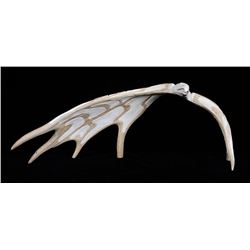 Carved Antler Eagle Sculpture 33" W. 12" H.  Good Condition  Will Not Ship Outside Canada