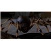 Image 10 : Jumanji - Large Prop Spider