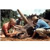 Image 4 : Jurassic Park - Dinosaur Eye