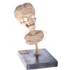 Image 1 : Mars Attacks! - Martian Head Maquette