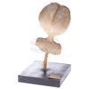 Image 2 : Mars Attacks! - Martian Head Maquette