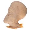 Image 2 : Star Wars: Episode IV - A New Hope - Duros Head