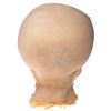 Image 4 : Star Wars: Episode IV - A New Hope - Duros Head