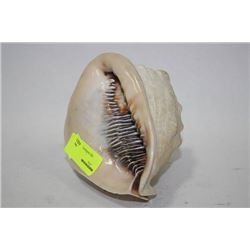 CONCH SEASHELL