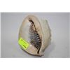 Image 1 : CONCH SEASHELL