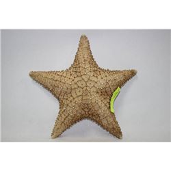 STAR FISH