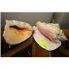 Image 1 : 2 CONCH SEASHELLS W CLAM SHELL