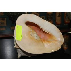 CONCH SEASHELL