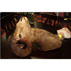 ROCKY MOUNTAIN BIG HORN SHEEP FULL HEAD MOUNT