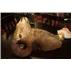 Image 1 : ROCKY MOUNTAIN BIG HORN SHEEP FULL HEAD MOUNT