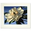 Image 1 : White Magnolias by Brian Davis