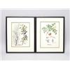 Image 1 : Pair of Russian Signed Botanical Watercolors