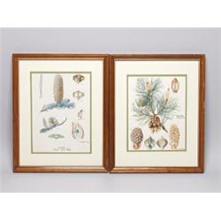Pair of Russian Signed Botanical Watercolors