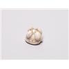 Image 1 : 20th C. Netsuke Ivory - Turtle With Young