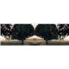 Image 1 : Rebecca Rowe Signed Nature Art Print Two Paths