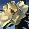 Image 2 : White Magnolias by Brian Davis