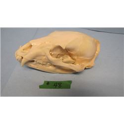 BEAR SKULL