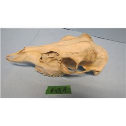 DEER SKULL