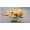 Image 1 : DEER SKULL
