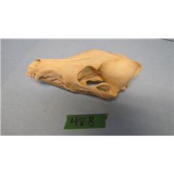COYOTE SKULL