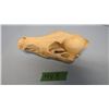 Image 1 : COYOTE SKULL