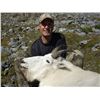 Image 2 : 10-DAY MOUNTAIN GOAT HUNT FOR 1 HUNTER IN B.C.