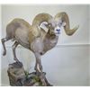 CUSTOM LIFE-SIZE SHEEP MOUNT