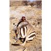 7-DAY MOUNTAIN ZEBRA HUNT FOR 1 HUNTER IN NAMIBIA