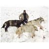 Image 2 : 7-DAY WINTER PREDATOR HUNT IN ALASKA FOR 1 HUNTER