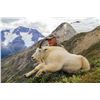 Image 5 : 9-DAY MOUNTAIN GOAT OR CARIBOU HUNT IN BRITISH COLUMBIA FOR1 HUNTER