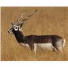 Image 2 : 7-DAY BLACK BUCK HUNT IN ARGENTINA FOR 2 HUNTERS