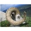 Image 2 : KLUANE FIRST NATION DALL’S SHEEP PERMIT