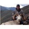 Image 8 : KLUANE FIRST NATION DALL’S SHEEP PERMIT