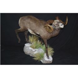 LIFE-SIZE SHEEP OR GOAT MOUNT