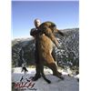 Image 2 : 5-DAY MOUNTAIN LION HUNT IN UTAH FOR 1 HUNTER