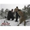Image 4 : 5-DAY MOUNTAIN LION HUNT IN UTAH FOR 1 HUNTER