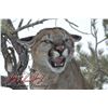 Image 6 : 5-DAY MOUNTAIN LION HUNT IN UTAH FOR 1 HUNTER