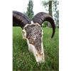 Image 1 : “WILD SHEEP AOUDAD SKULL CARVING”