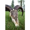 “WILD SHEEP AOUDAD SKULL CARVING”