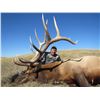 Image 2 : ALBERTA MINISTER’S SPECIAL ELK PERMIT