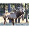Image 3 : ALBERTA MINISTER’S SPECIAL ELK PERMIT