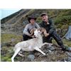 Image 2 : 12-DAY DALL’S SHEEP/ARCTIC GRIZZLY/BARREN GROUND/CARIBOU/WOLF HUNT FOR 1 HUNTER IN ALASKA’S ARCTIC N